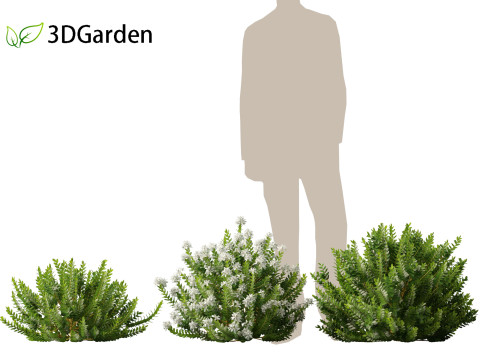 Hebe odora - boxwood Modelo 3D