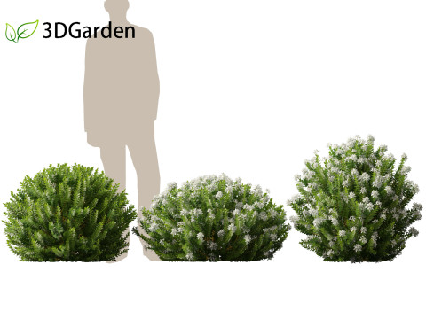 Hebe odora - boxwood Modelo 3D