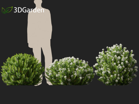 Hebe odora - boxwood Modelo 3D