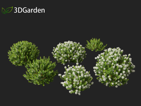 Hebe odora - boxwood Modelo 3D