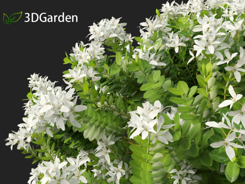 Hebe odora - boxwood Modelo 3D