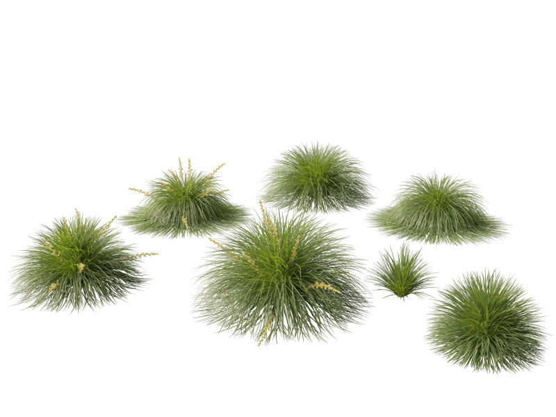 Lomandra Lime Tuff - Mat Rush 3D Model .c4d .max .obj .3ds .fbx .stl .blend 