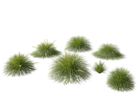 Lomandra Lime Tuff - Mat Rush 3D Model