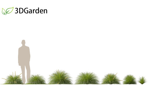 Lomandra Lime Tuff - Mat Rush 3D Model