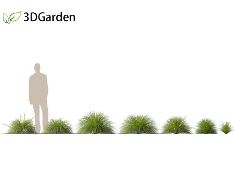 Lomandra Lime Tuff - Mat Rush 3D Model
