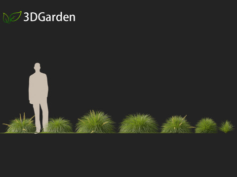 Lomandra Lime Tuff - Mat Rush 3D Model