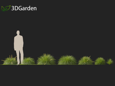Lomandra Lime Tuff - Mat Rush 3D Model