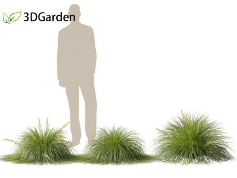 Lomandra Lime Tuff - Mat Rush 3D Model