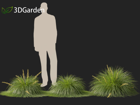 Lomandra Lime Tuff - Mat Rush 3D Model
