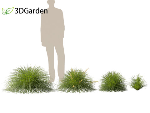 Lomandra Lime Tuff - Mat Rush 3D Model