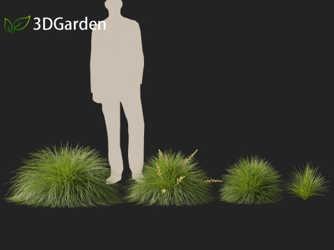 Lomandra Lime Tuff - Mat Rush 3D Model