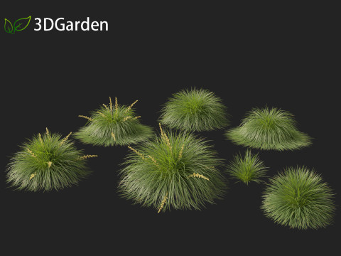 Lomandra Lime Tuff - Mat Rush 3D Model