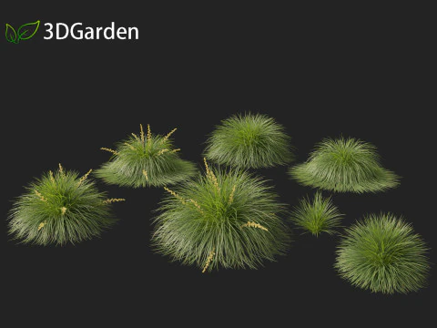 Lomandra Lime Tuff - Mat Rush 3D Model