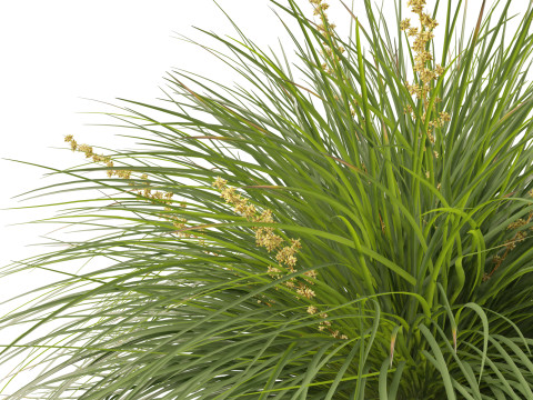 Lomandra Lime Tuff - Mat Rush 3D Model
