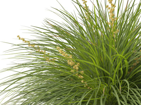 Lomandra Lime Tuff - Mat Rush 3D Model