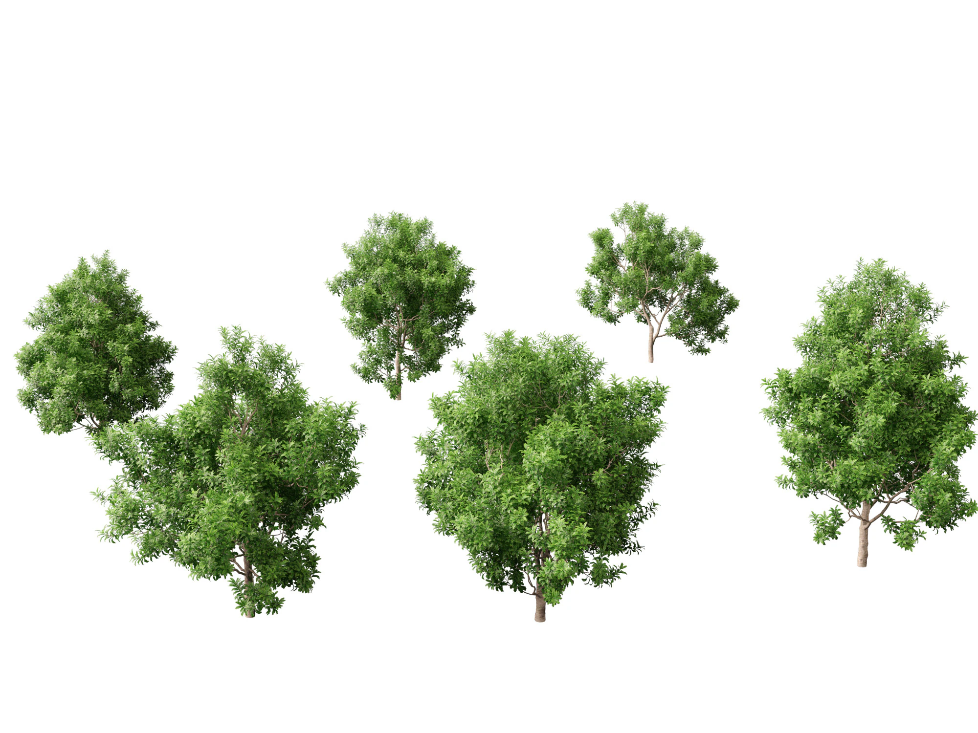 Pittosporum Eugenioides - Madeira de lim&atilde;o Modelo 3D .c4d .max .obj .3ds .fbx .stl .blend 