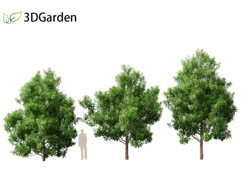 Pittosporum Eugenioides - Madeira de lim&atilde;o Modelo 3D