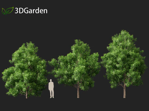 Pittosporum Eugenioides - Madeira de lim&atilde;o Modelo 3D