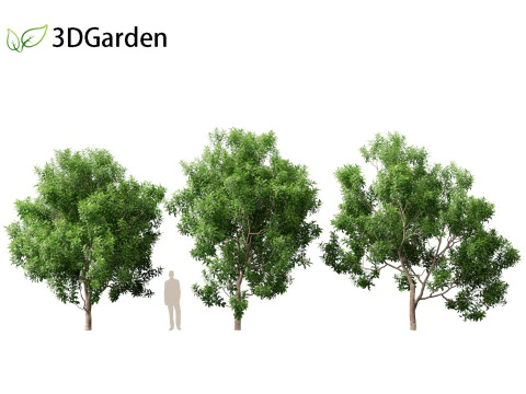 Pittosporum Eugenioides - Madeira de lim&atilde;o Modelo 3D
