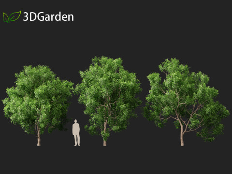 Pittosporum Eugenioides - Lemon wood 3D 模型