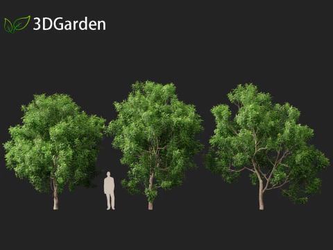 Pittosporum Eugenioides - Madeira de lim&atilde;o Modelo 3D