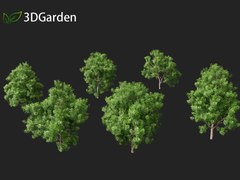 Pittosporum Eugenioides - Madeira de lim&atilde;o Modelo 3D