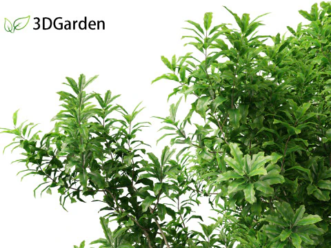 Pittosporum Eugenioides - Madeira de lim&atilde;o Modelo 3D