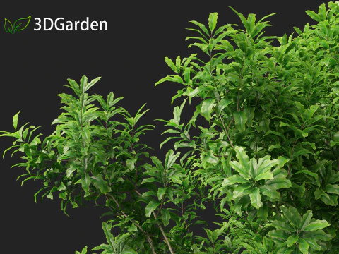 Pittosporum Eugenioides - Madeira de lim&atilde;o Modelo 3D