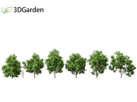 Pittosporum Eugenioides - Madeira de lim&atilde;o Modelo 3D