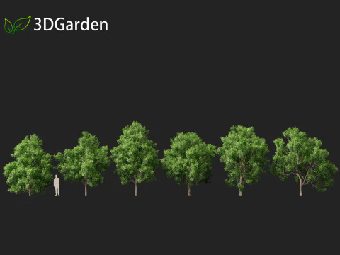 Pittosporum Eugenioides - Madeira de lim&atilde;o Modelo 3D