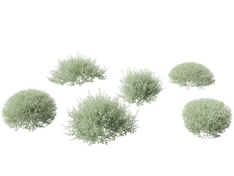 Rhagodia spinescens Silver Border - Creeping Saltbush 3D Model