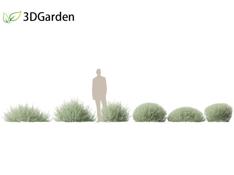 Rhagodia spinescens Silver Border - Creeping Saltbush Modèle 3D