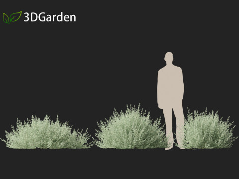 Rhagodia spinescens Silver Border - Creeping Saltbush Modèle 3D
