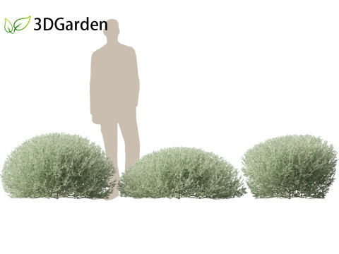 Rhagodia spinescens Silver Border - Creeping Saltbush Modèle 3D