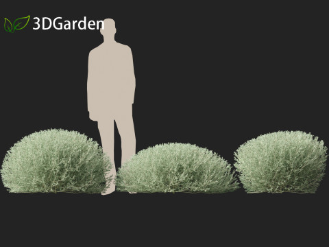 Rhagodia spinescens Silver Border - Creeping Saltbush Modèle 3D