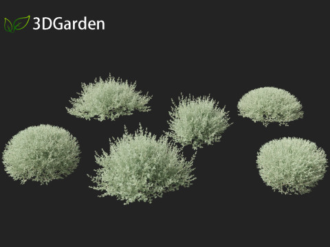 Rhagodia spinescens Silver Border - Creeping Saltbush Modèle 3D