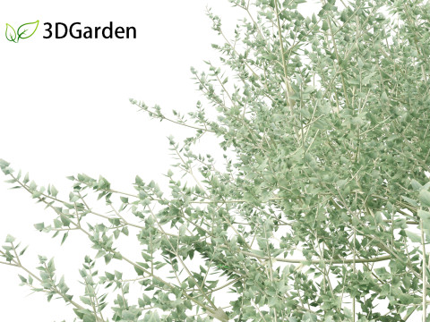 Rhagodia spinescens Silver Border - Creeping Saltbush Modèle 3D