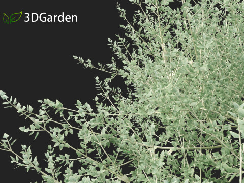 Rhagodia spinescens Silver Border - Creeping Saltbush Modèle 3D