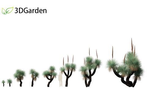 Xanthorrhoea arborea - Broad-leafed Grass 3Dモデル