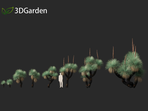 Xanthorrhoea arborea - Broad-leafed Grass 3Dモデル