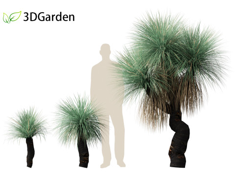 Xanthorrhoea arborea - Broad-leafed Grass 3Dモデル