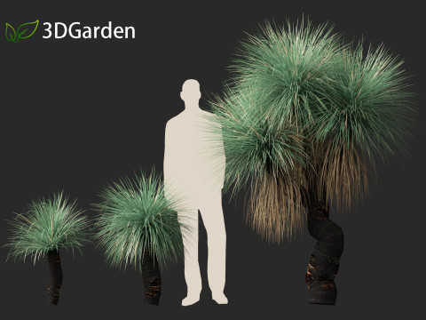 Xanthorrhoea arborea - Broad-leafed Grass 3Dモデル