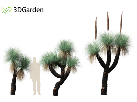 Xanthorrhoea arborea - Broad-leafed Grass 3Dモデル