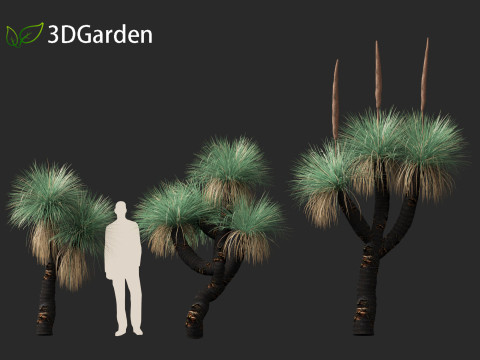 Xanthorrhoea arborea - Broad-leafed Grass 3Dモデル
