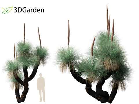 Xanthorrhoea arborea - Broad-leafed Grass 3Dモデル