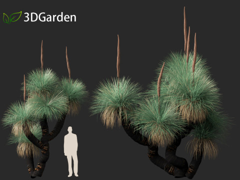 Xanthorrhoea arborea - Broad-leafed Grass 3Dモデル