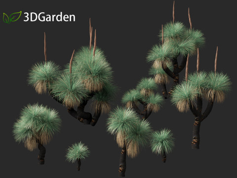 Xanthorrhoea arborea - Broad-leafed Grass 3Dモデル