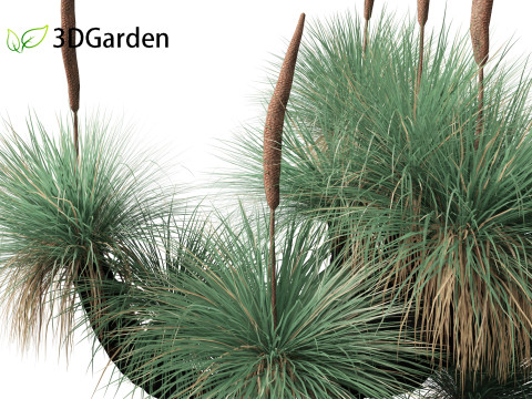 Xanthorrhoea arborea - Broad-leafed Grass 3Dモデル