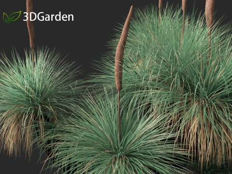 Xanthorrhoea arborea - Broad-leafed Grass 3Dモデル