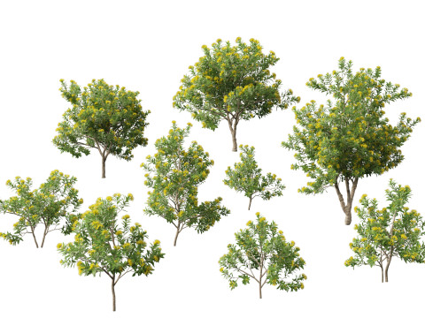 Xanthostemon chrysanthus - Golden Penda 3D Model